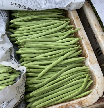 [四季豆批发]小金豆价格5.00元/公斤 - 一亩田