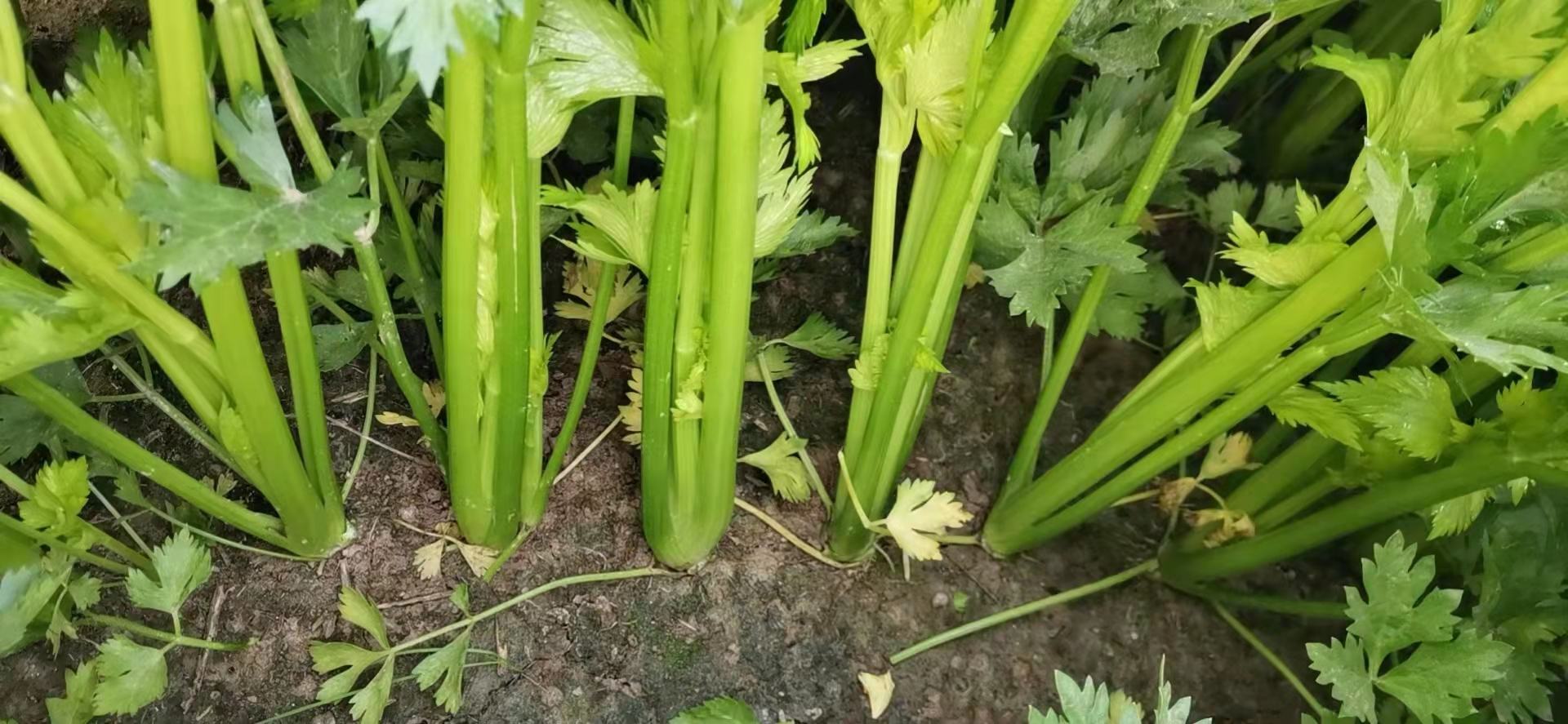 小香芹标准植株形态图