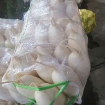 湖北精品白萝卜大量上市货源充足一条龙服务欢迎来电咨询