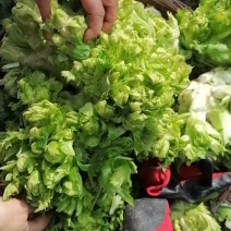 儿菜