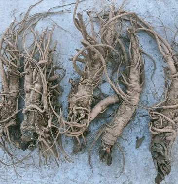 大量出售鲜肉独活质量保证价格可谈