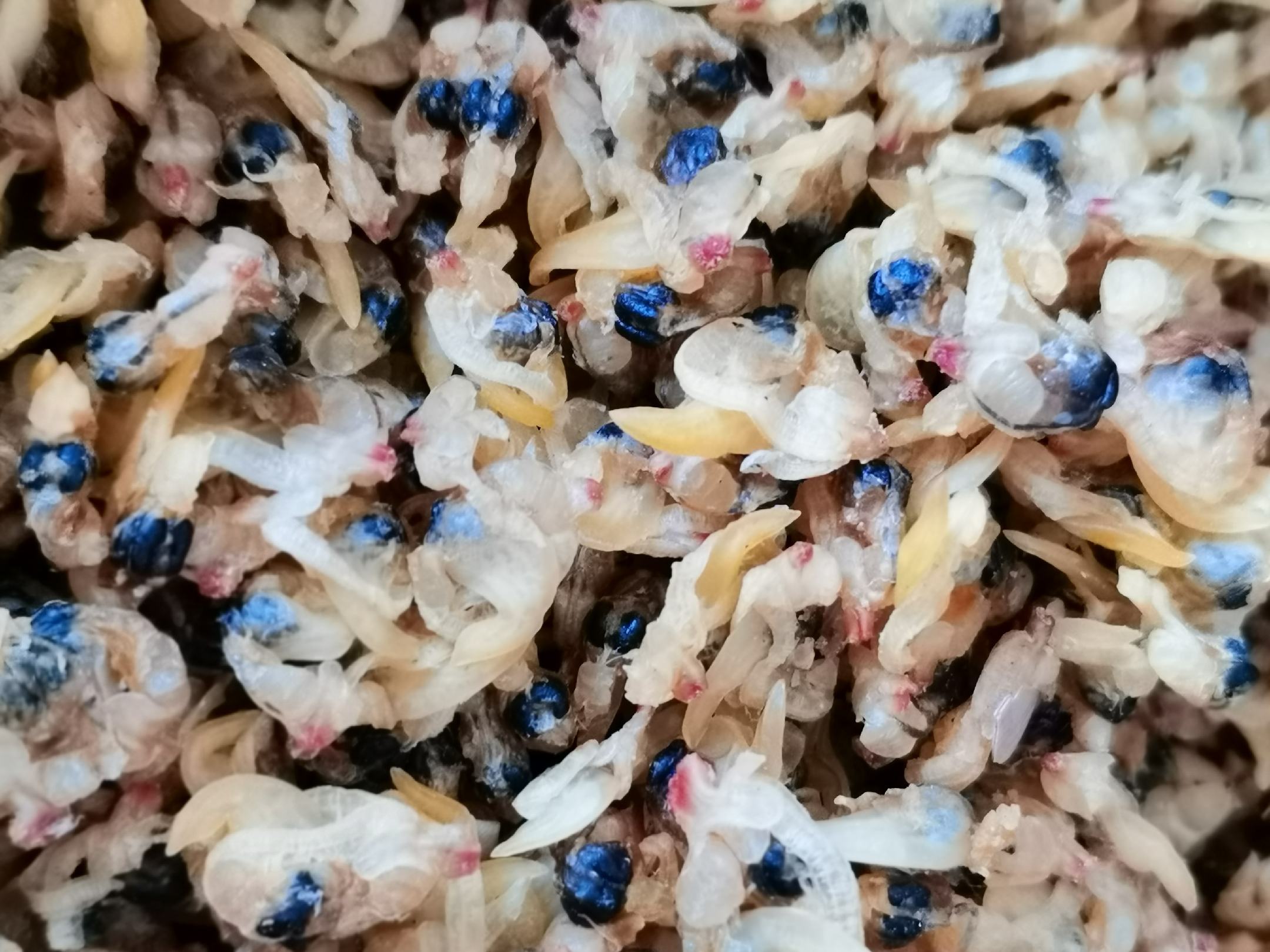 新鲜花蛤在白色瓷盘中摆放整齐，外壳呈黄褐色带紫色斑纹，表面湿润有光泽，旁边配有一小碗清水和几根香葱段