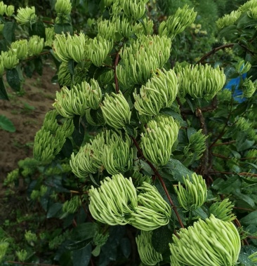湘蕾金银花五号嫁苗品种纯提供技木适应性强基地现挖