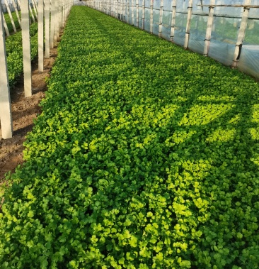 [香菜批发]香菜价格5.00元/斤 - 一亩田