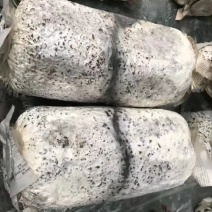 平菇菌包菌种