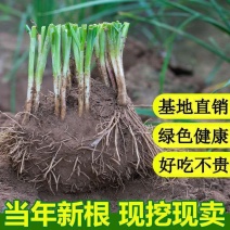 两年培育成的高产宽叶韭菜根，苗壮根旺是盆栽大棚大田的好选