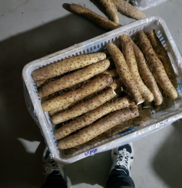精品平度牛腿白玉山药产地直供质量保证诚信赢天下产地