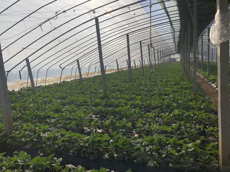 现代化草莓大棚实景:展示红颜草莓标准化种植环境,强调光照充足、通风良好、植株健康,解释其稳定产出奶油风味的农艺基础 大棚内红颜草莓植株特写:藤蔓健壮,叶片浓绿油亮,茎秆上同时挂着青绿色幼果、转色中的粉红果实及完全成熟的深红果实,三粒成熟果表面附着细小水珠,呈现旺盛生长状态