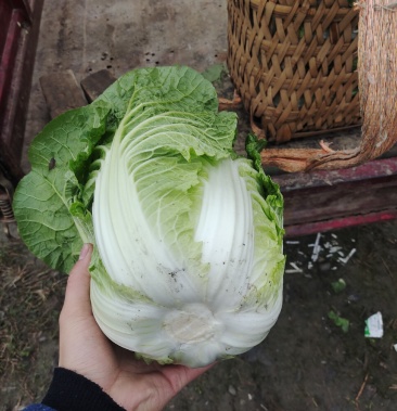 四川绵阳安州大白菜毛菜产地直发一手货源货源充足欢迎采购