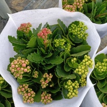 长寿花盆栽租摆花卉批发价格四季开花颜色齐全
