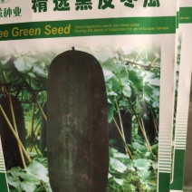 精选良种黑皮冬瓜种子，单瓜重15公斤左右，