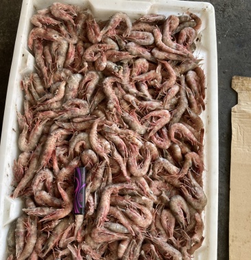 国产船冻铁壳虾又名樱花虾