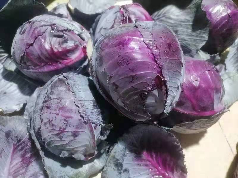 紫甘蓝蒸制过程特写：新鲜紫甘蓝切丝铺于竹蒸屉上，蒸汽从底部均匀升腾，菜叶保持饱满紫红色，无明显渗水或变褐