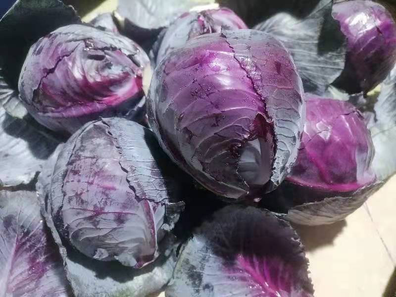 新鲜紫甘蓝特写,展示其深紫色叶片和紧实结构 紫甘蓝特写图片