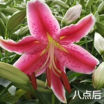 百合（八点后）AB级多头百合精品百合一件25盆基地直发