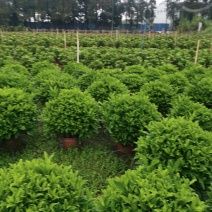 非洲茉莉