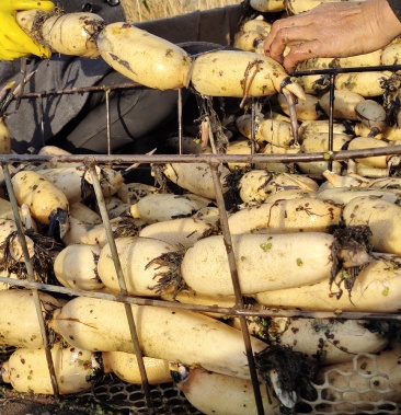 美人红莲藕7～9厘米 10～15厘米