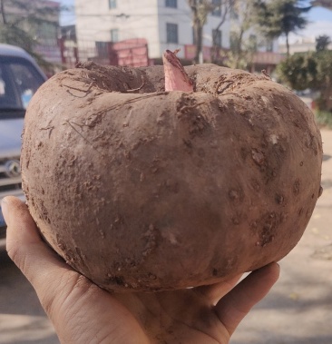 四川大凉山基地现挖新鲜大魔芋灰菜做魔芋豆腐磨芋头100斤