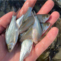 鳊鱼苗，优质良种鳊鱼苗，快大，生长周期短。