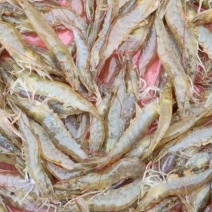 海南东方的草虾