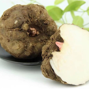 鲜魔芋鬼芋商品魔芋