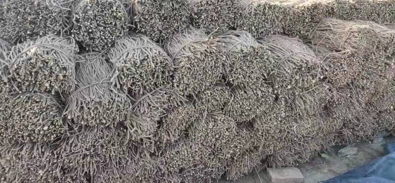 展示中国鱼腥草与薄荷主要产地分布地图,标注重点产区及产量情况 鱼腥草与薄荷产地分布图
