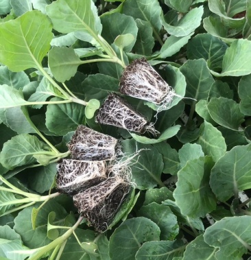 甘蓝苗包菜苗圆包扁包苗年出苗量5000万株以上