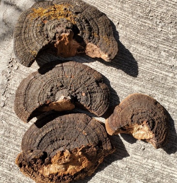 [桑黄批发]桑黄 森林黄金长白山野生桑黄 东北暴马丁香桑黄价格80.