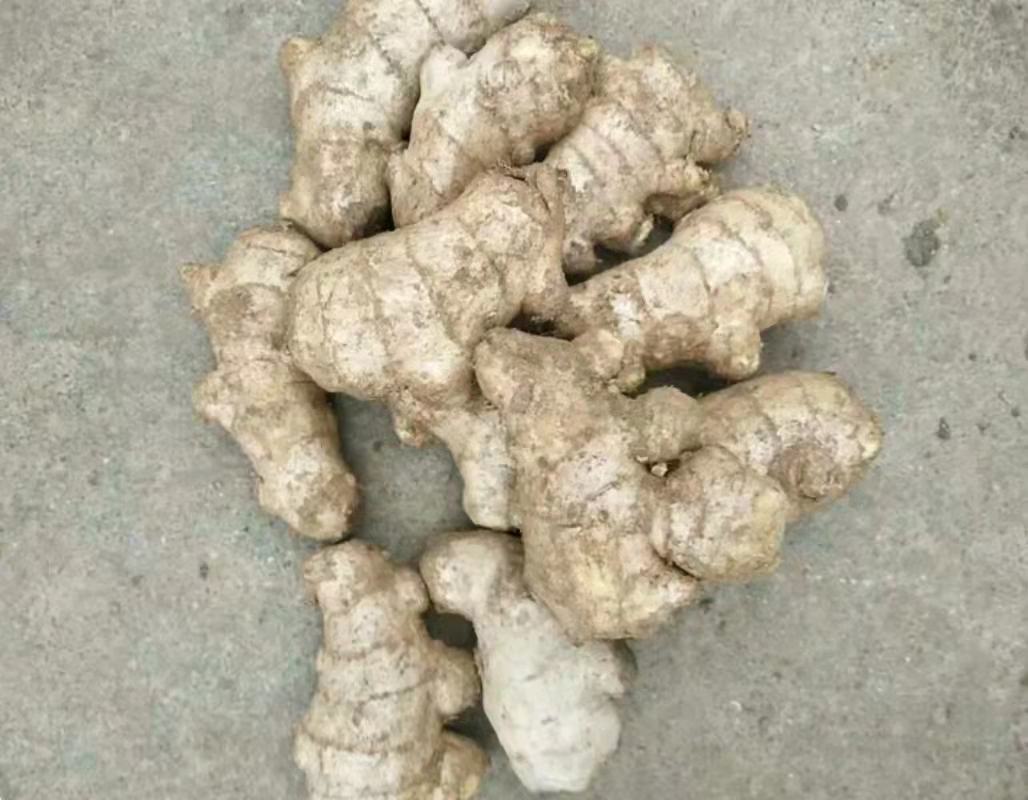 姜母与嫩姜对比图