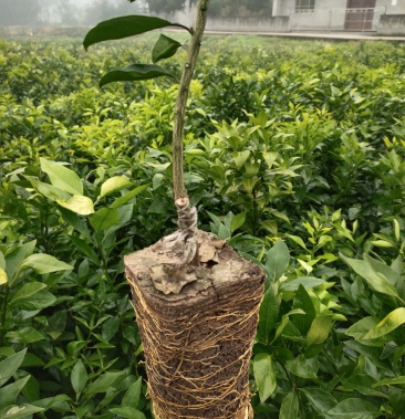 爱媛苗爱媛38果冻橙红美人杯苗营养杯基地直销品种保证