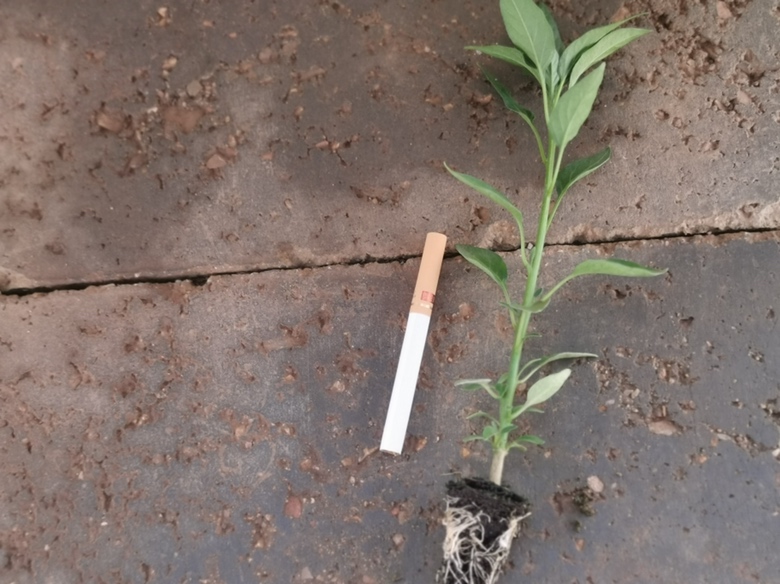 鱼腥草与茅根植物对比图