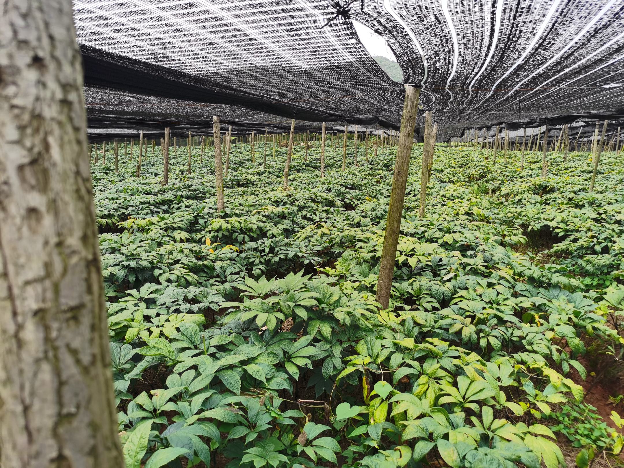 胡萝卜夏季遮阳网覆盖种植