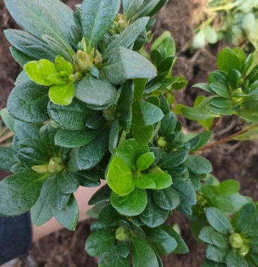 杜鹃花苗毛娟夏娟春娟杜鹃小苗四季常青别墅庭院绿化苗篱笆苗