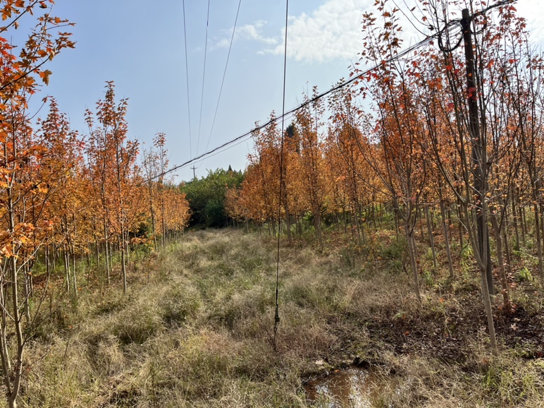 不同胸径红枫对比图