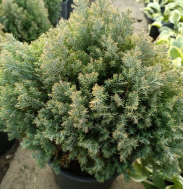 皮球松盆栽球松松柏球皮球柏自然成圆形耐热耐寒四季常青