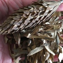 马褂木树种子鹅掌楸树种籽叶形奇特花朵美丽观赏树种落叶乔木