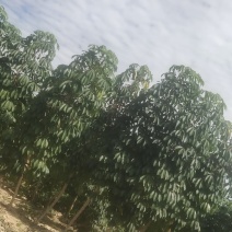 木薯