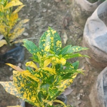 啥金变叶木花各种规格有需要的联系量大优惠欢迎新老客户下单