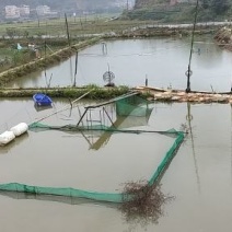 小黄颡鱼