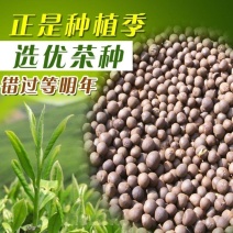 新采茶叶种子茶种籽绿茶种子西湖龙井碧罗春铁观音毛尖茶花茶