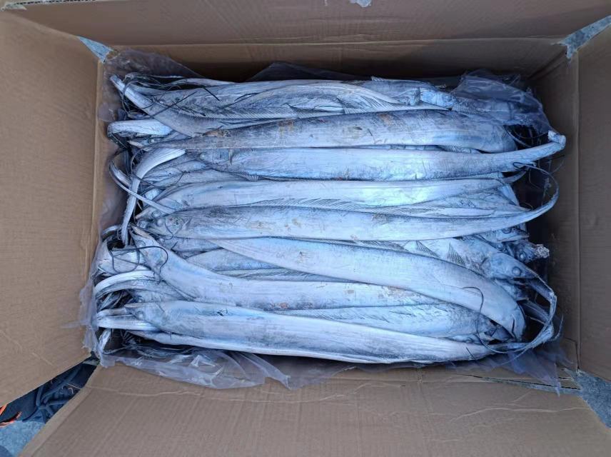 展示带鱼内部黑色物质的剖面图,清晰可见黑色区域 带鱼剖开图示意图