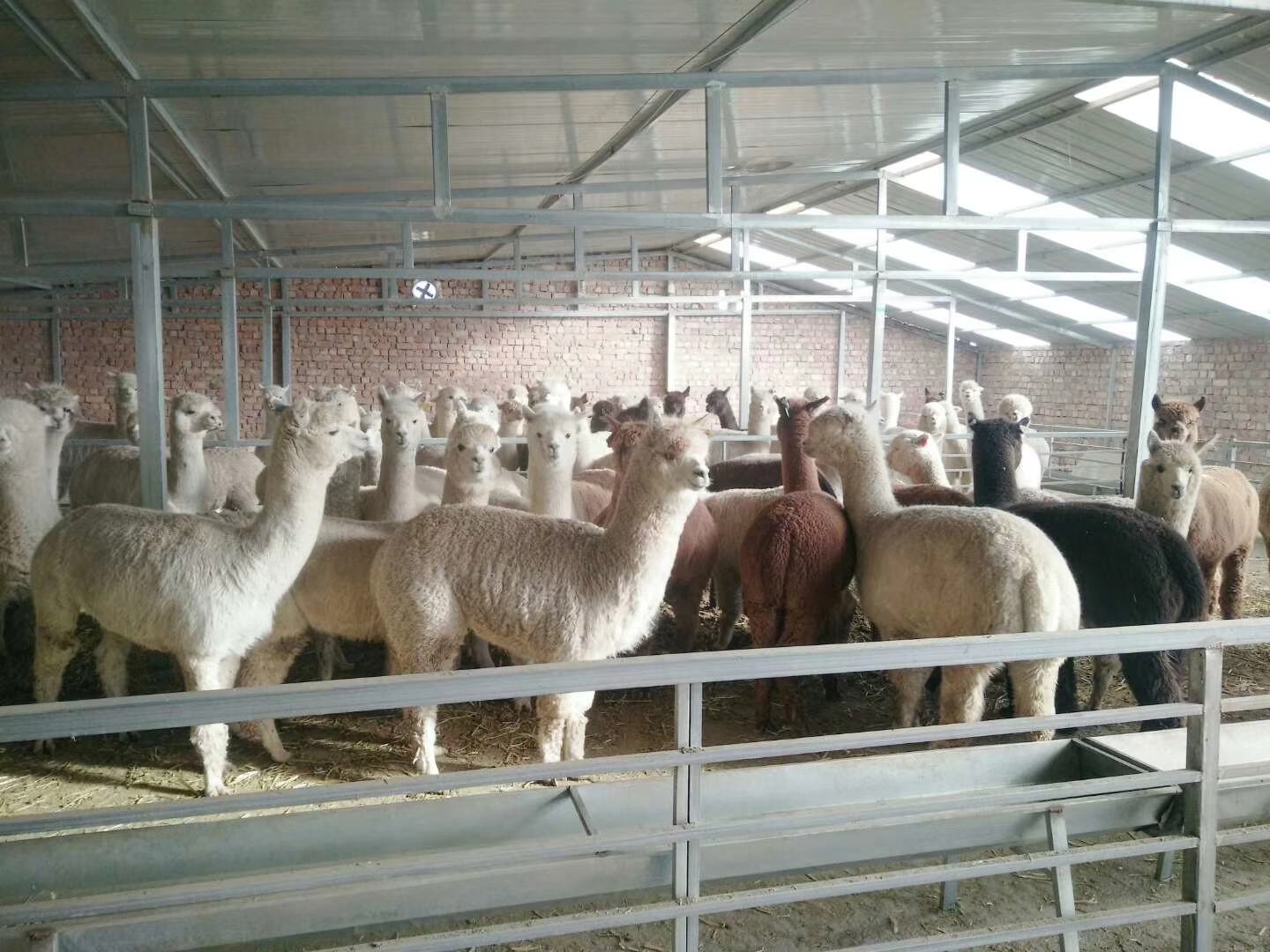 羊驼养殖场标准化产房内部布局图