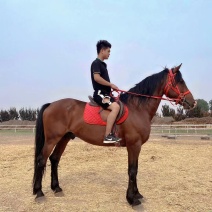 骑乘马价格景区骑乘半血马温血马纯血马哪有马场