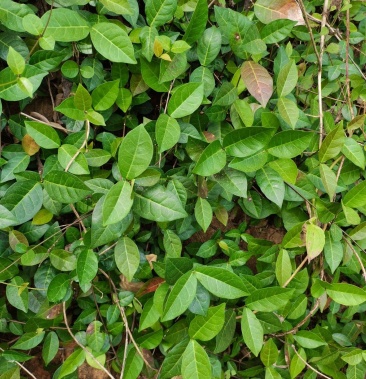 中药鲜货络石藤风车茉莉石鲮明石悬石