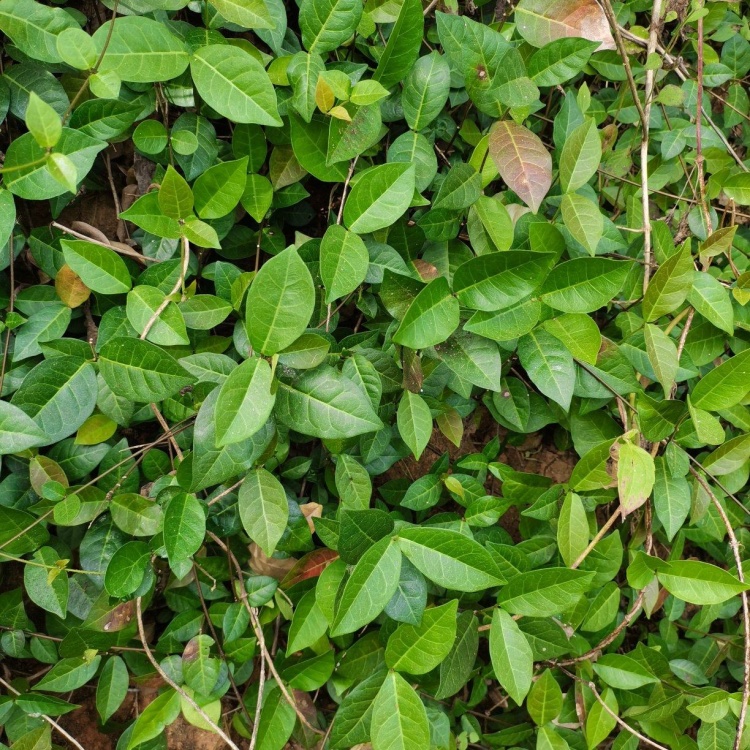 中药鲜货络石藤风车茉莉石鲮明石悬石