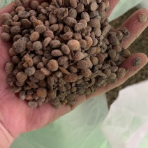 生物菌发酵大豆