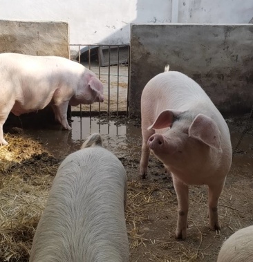 自己养殖的250斤肥猪