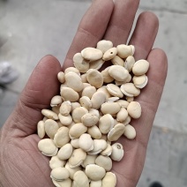 药扁豆！白扁豆！五谷杂粮批发！一件起批！
