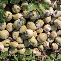 代收大量芥菜头质量好