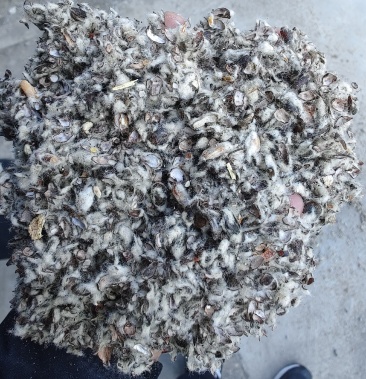 新疆优质棉壳大量发往全国各地区